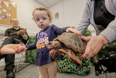 Families with tortoise