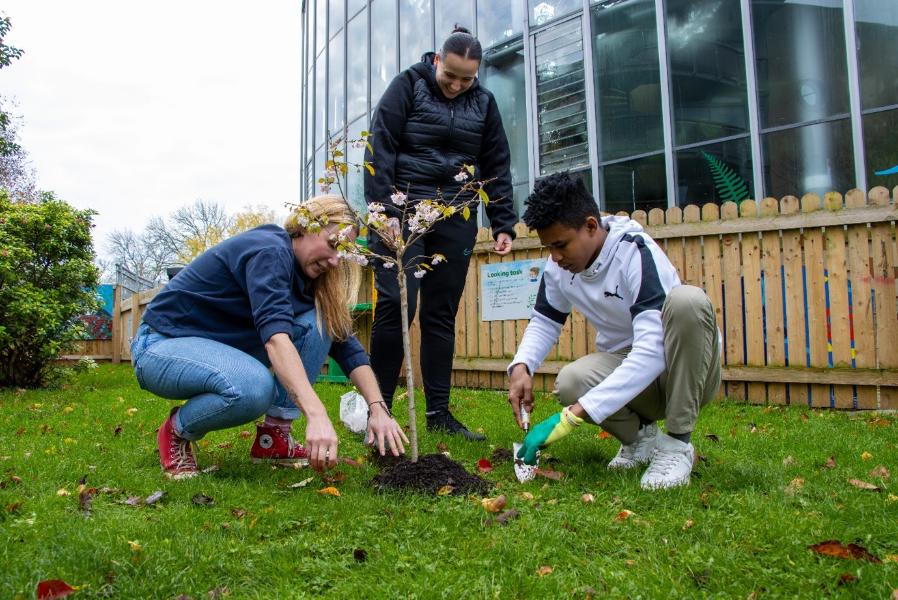Tree planting